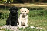 LABRADOR 1326